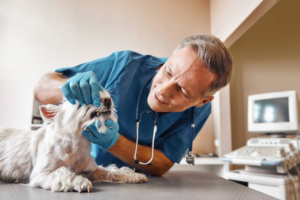 Best Same-Day Emergency Dentist in Canonsburg, PA